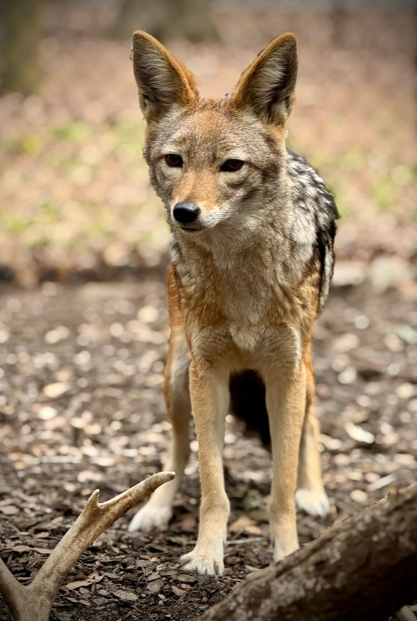 Black-backed jackal — Noah's Ark Animal Sanctuary